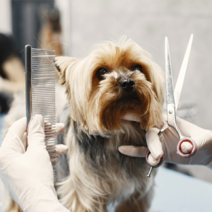 Spa Package – Complete care for your pet