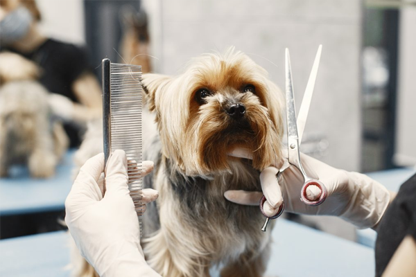 Spa Package – Complete care for your pet