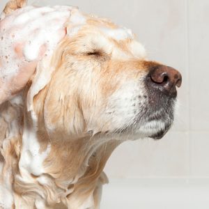 Conditioning Treatment