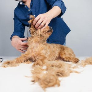 Deshedding Treatment