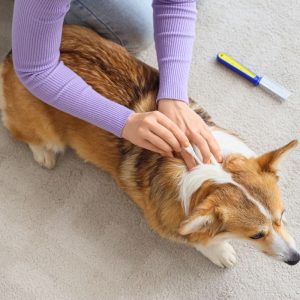Flea and Tick Treatment