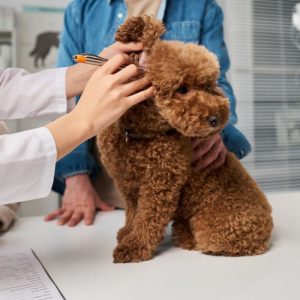 Inner Ear Hair Removal